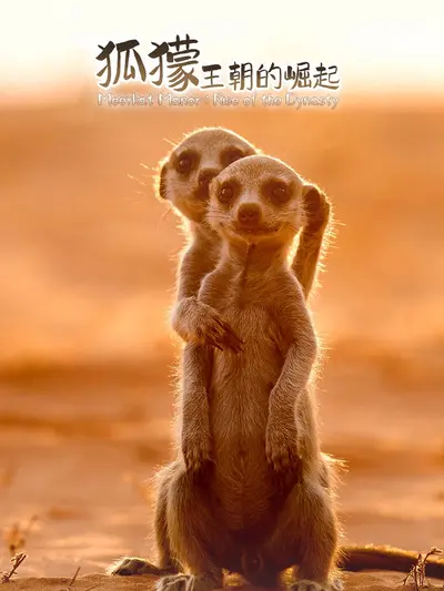 《狐獴：王朝的崛起》：探索非洲荒漠，见证家族生存传奇